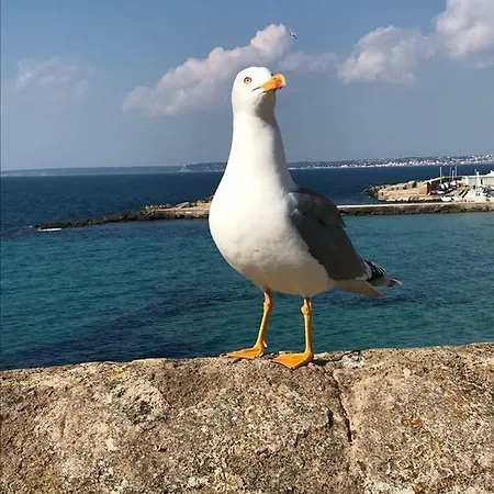 Attico In Riva Al Mare *