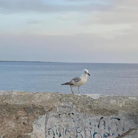 Daire Attico In Riva Al Mare Gallipoli