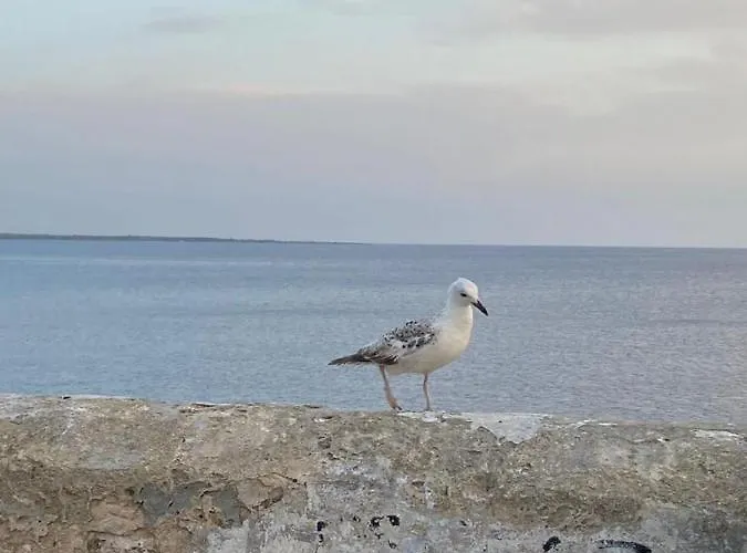 Apartment Attico In Riva Al Mare Gallipoli