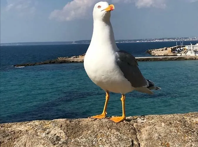 Attico In Riva Al Mare *